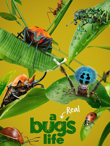 مشاهدة مسلسل A Real Bug’s Life الموسم الاول الحلقة 1 مترجمة
